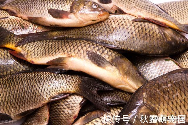 钓友们|黑坑到底赚不赚钱?带你走进黑坑世界