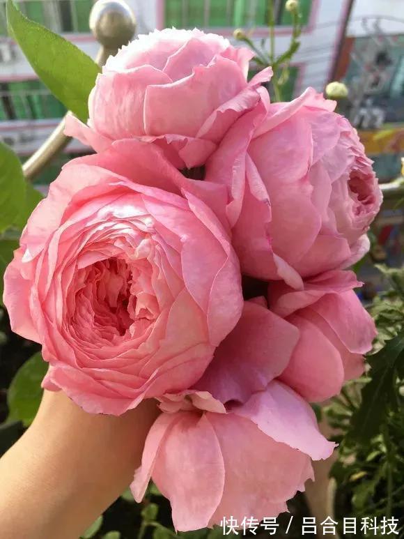 月季|22种最漂亮的月季，一次能开300天，满屋飘香开花多