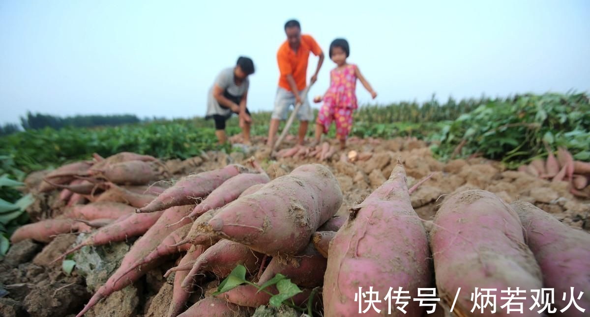 升糖指数|土豆、红薯、山药的淀粉含量高，升血糖还是降血糖糖友能常吃吗