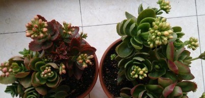 长寿花的养护绝招,这样养叶片长得比手掌还大!