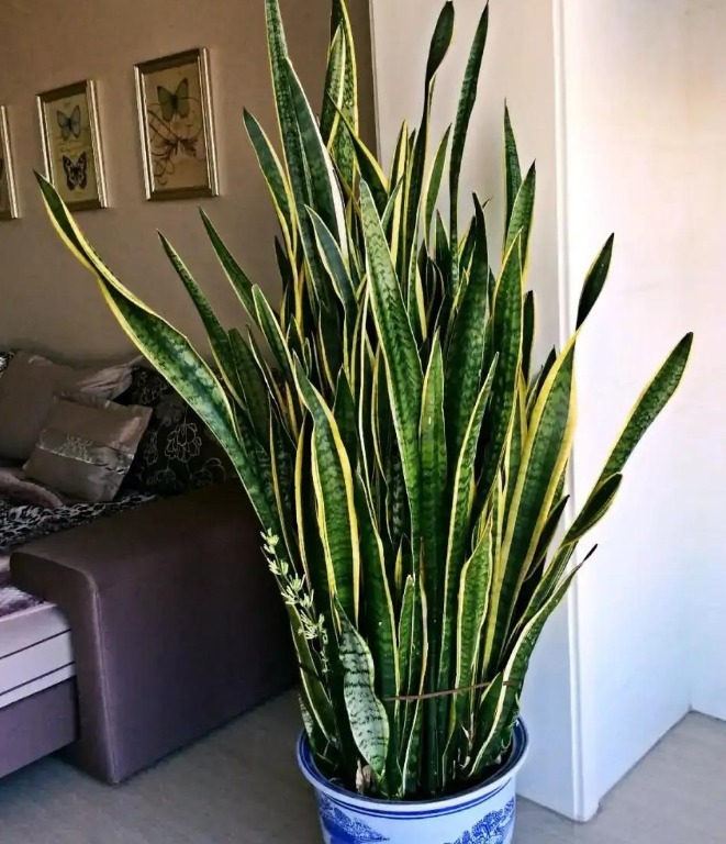 土壤|立春后,虎皮兰迟迟不出芽怎么办?满足4点,侧芽接连往外冒