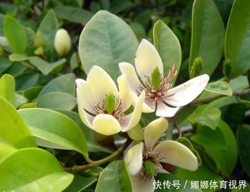 大花耧斗菜|超耐旱好养的花，浇水越多长得越快，漂亮又好闻，花姿妖娆