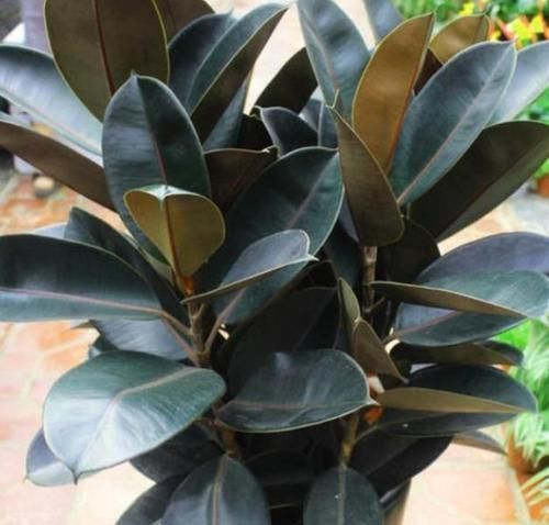 君子兰|有钱人都养3种花，净化空气，还能很好的旺运，财源广进