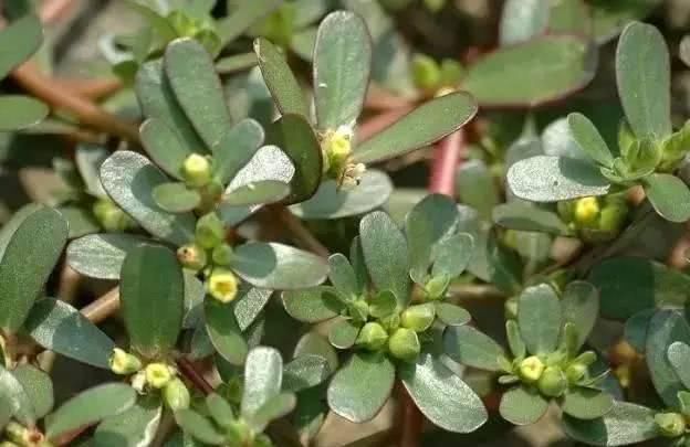 胃粘膜|天然的“养胃王”找到了, 常吃修复胃粘膜, 大小胃病不来扰