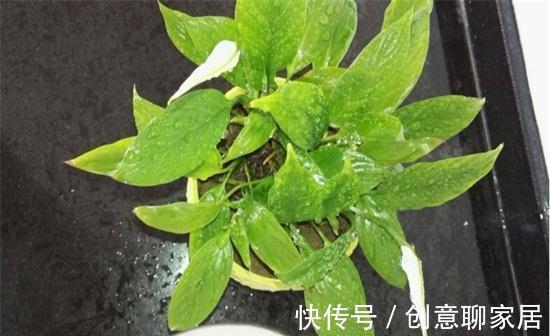 养花试试这几款,金黄光滑的花朵,美丽动人