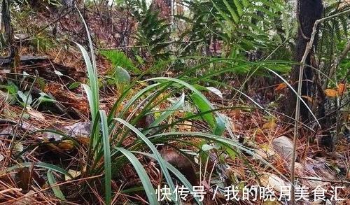 人们为何喜爱野生兰花,有没有必要深山寻找兰花