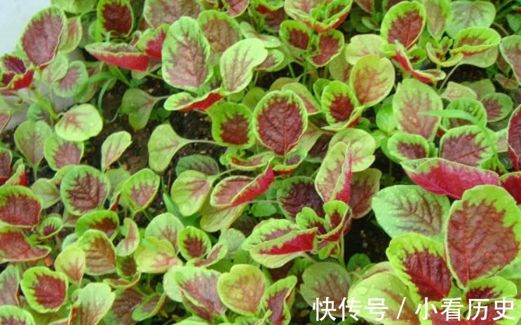 维生素b|这种野菜在家也能种植,吃它比羊肉还滋补,市场1斤还得12元