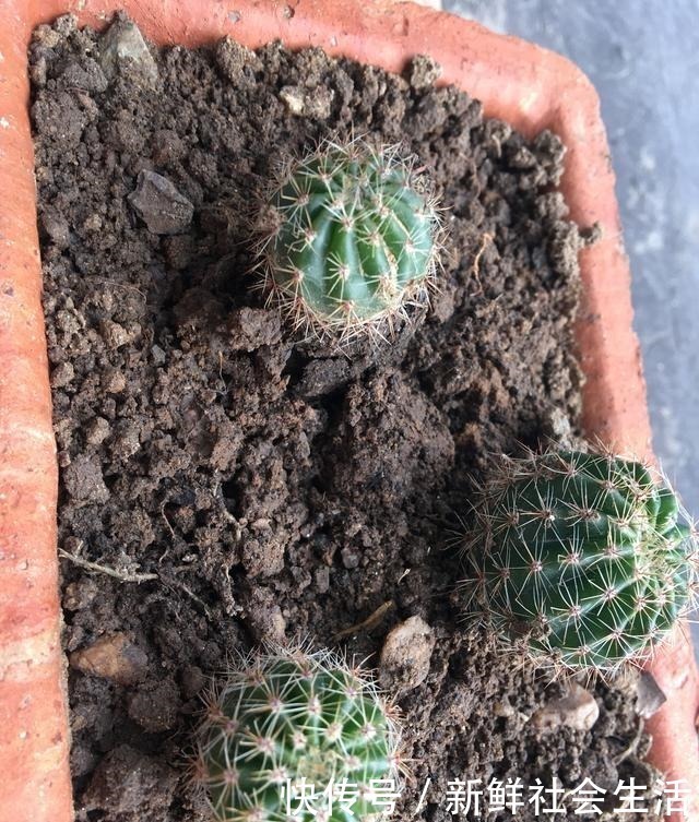 花石榴|4种花，不怕炎热不怕“寒冷”，真的好养又漂亮，谁都能养爆盆！