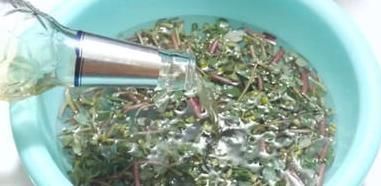 白酒|马齿笕加白酒泡一泡,白发变黑发,白发没了,秃发没了,了解一下