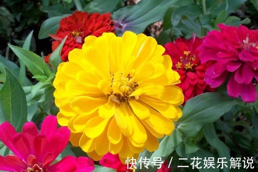 高温来袭,在家养这些花朵,养护省心,放家里清新省事,花儿贼旺