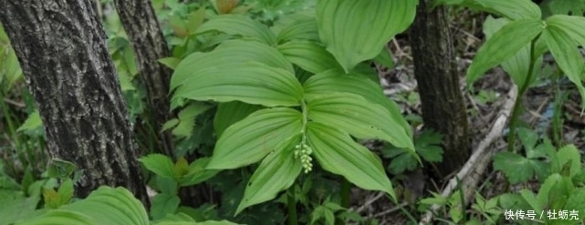 常吃|农村常吃的野生植物,只有几片叶子,有钱人都爱的不行!