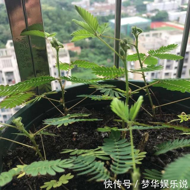 室内养花需谨慎，俗话说花旺人不旺，这些花趁早搬出室内！