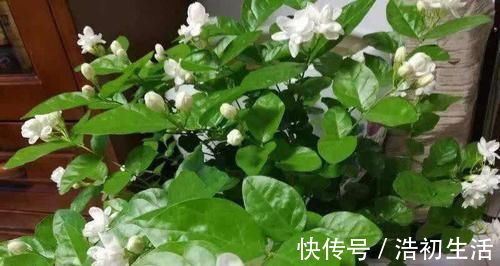 家里过期的小药片,用来养花,叶比巴掌大,花开满枝头!