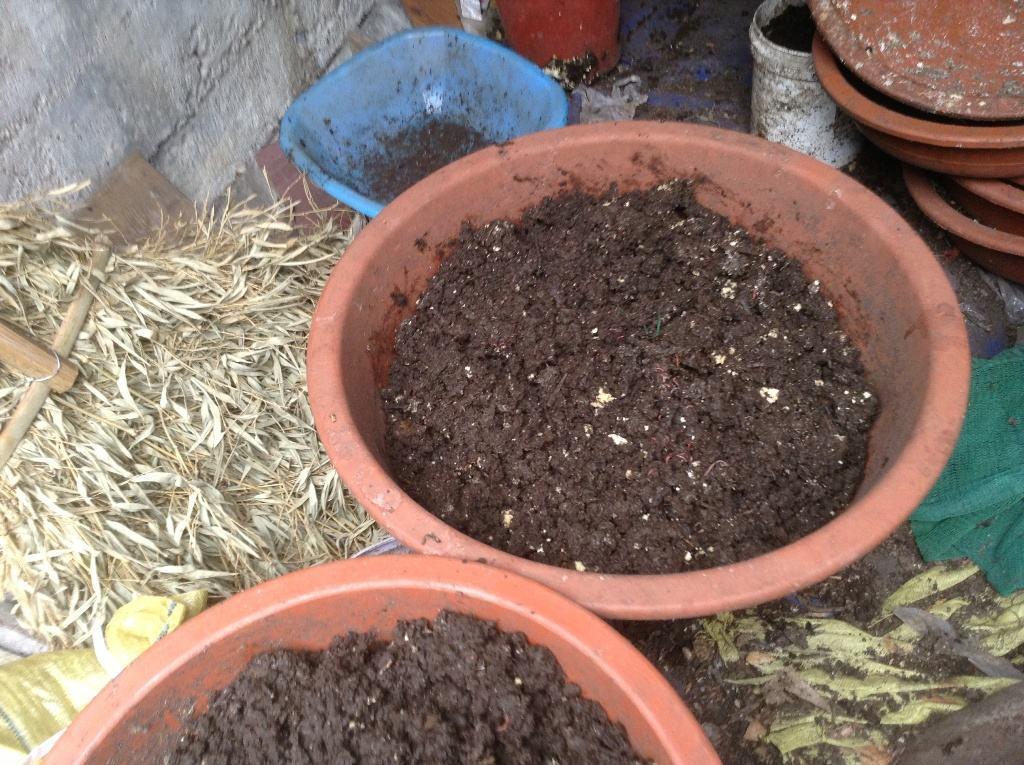 野外捡点这种怪土,碾碎撒花盆里,全都长到停不下!