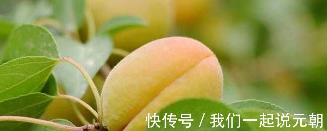 滋补|女性不想早衰,4种食物经常吃,补水养颜,天然滋补,早吃早好