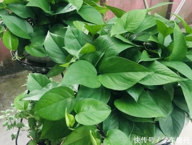 这“3种”植物，寓意特别好，家里种几盆，带运又美观！