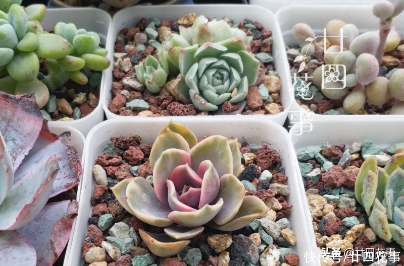 树荫|夏天养多肉,绕不开遮阴,一文详解多肉植物夏天遮阴的注意事项