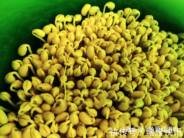 黄豆芽|用了我这办法,发黄豆芽不会变臭一次就成功,五天就长15厘米高!