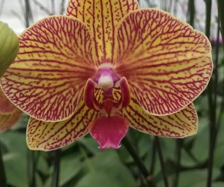 这4种花经常被误认为是“假花”，养护方法很简单，好几个月不凋谢！