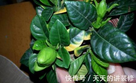 根结线虫病|养栀子花的日常，原以为是“夏日王者”，没想到却是个“娇娇女”