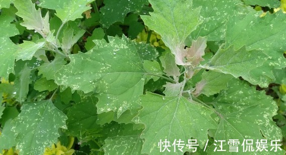 野菜|开春挖野菜，送你“野菜大图鉴”，教你轻松识别20种野菜