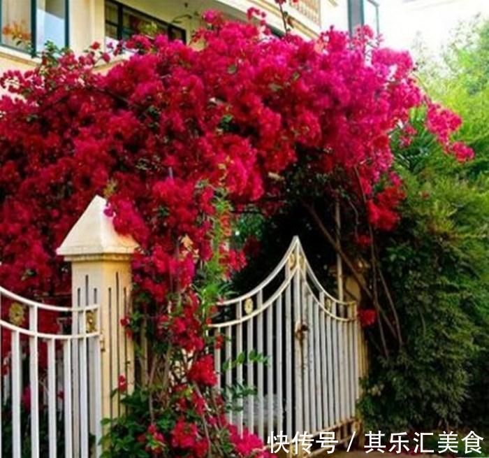 邻居阿姨真能干,小院养3种“爬藤花”,每年花开满院,太美了