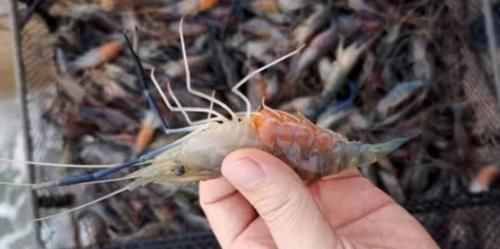 小时|大叔甩卖“特色”大虾,60元一斤,1小时抢光,邻摊傻子真多