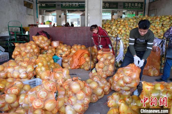 刘俊聪|广西柚子成抢手“年货”市场宛如金色海洋