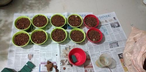 我用这方法扦插繁殖了几十盆的植物,薄荷、吊兰轻松培育