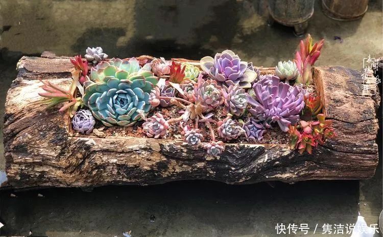 多肉遇上枯木木花盆,姑娘自己造!