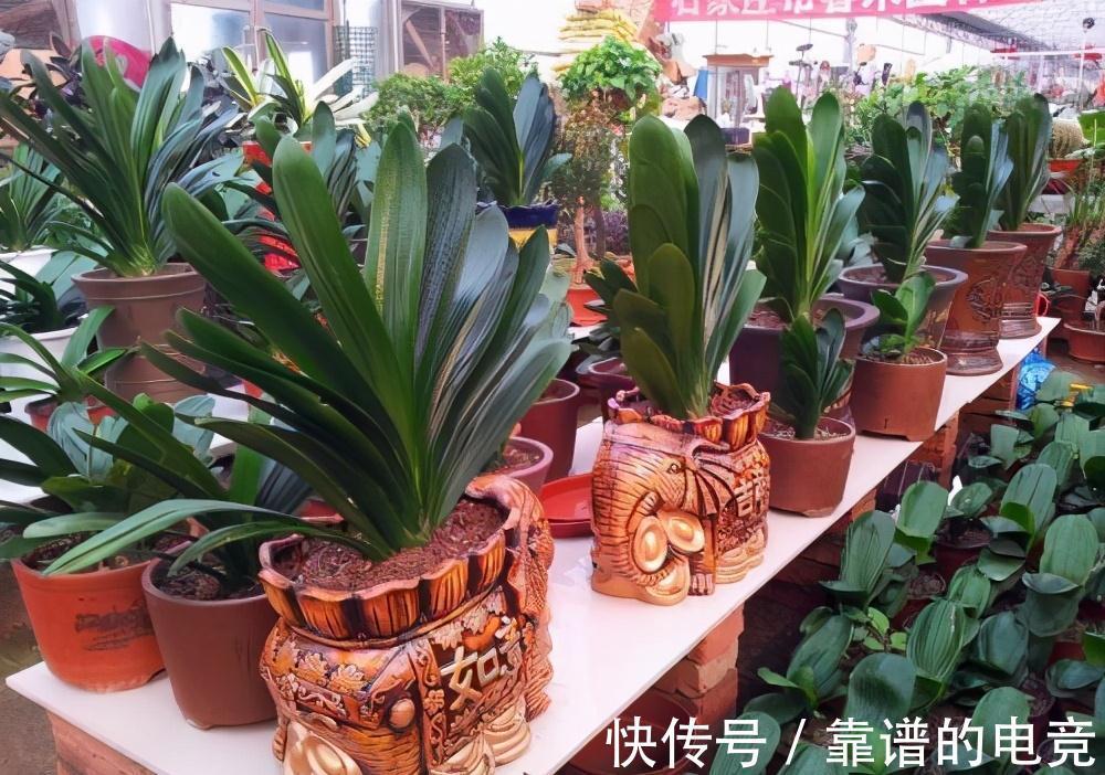 家中君子兰不开花,直接喂点药,立马变旺盛,花开停不下来