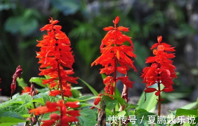 养花就养此3种，好养易活寓意好，家里养一盆，福运临门美极了