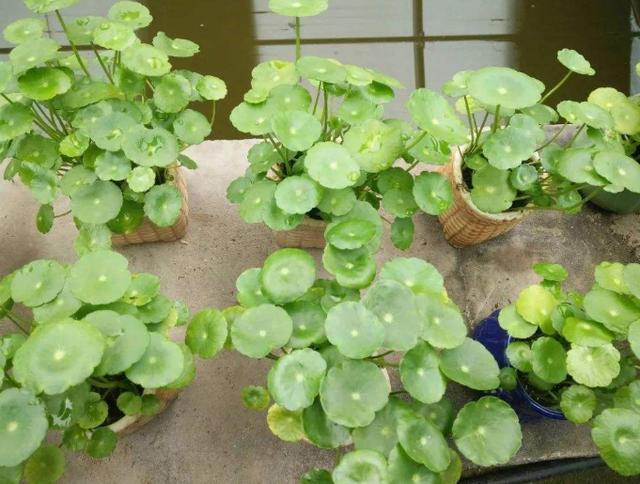 铜钱草开花了,剪掉还是留下“1步”让它叶片绿多又大长爆盆