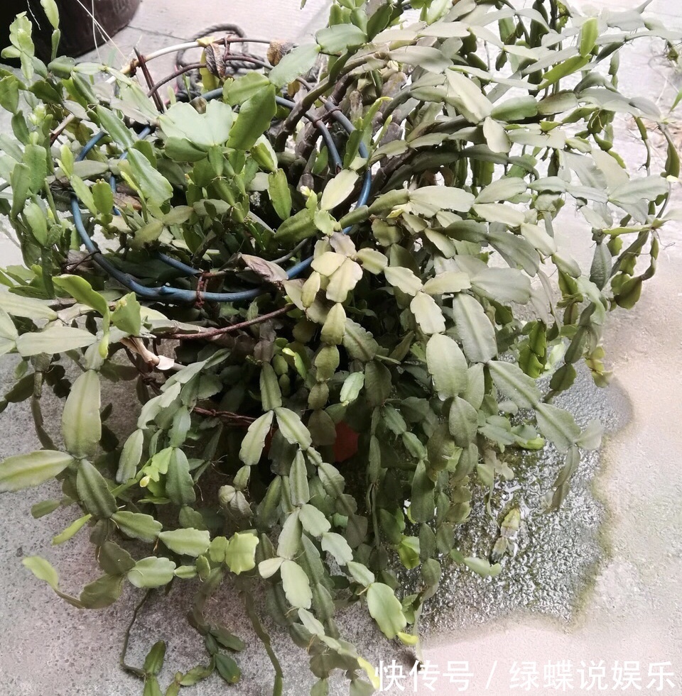 植株|夏天养蟹爪兰，“3点”做不好，黄叶、耷拉、介壳虫，活不到秋天
