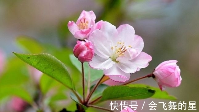 农历9月28霜降后，养什么花？以下3种花，富贵吉祥财源滚滚