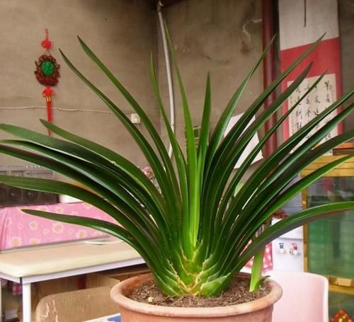 外婆养君子兰,每天不干别的,就浇1“液体”,嗖嗖开花从不僵苗