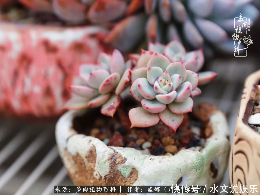 日子|笼子里露养的多肉,越养越美!有多肉的日子伴着小确幸!