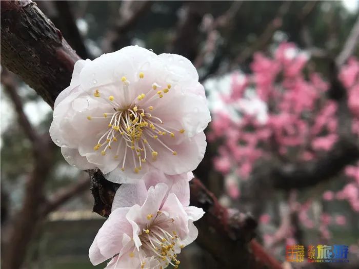 花海！梅花、玉兰、海棠、杏花，你要的醉人春色都藏在北京这座公园里！