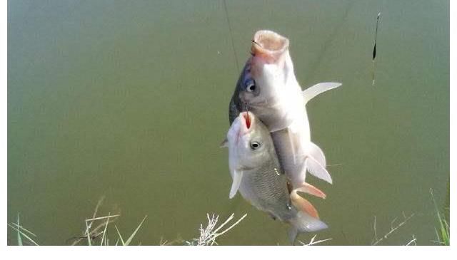 冬天野钓的黄金法则,几千次野钓的结晶,想钓鱼就一定要懂鱼