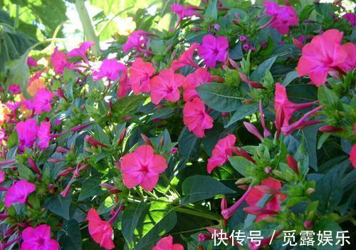 家有小院,养几种“不死花”,年年不用管,花开绚烂,延绵不断