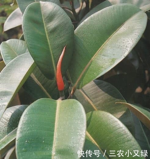 橡皮树长得不好看不要紧, 用剪刀给它换个造型