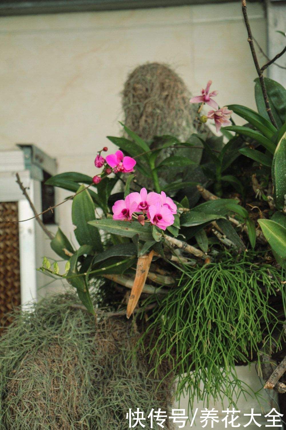 施肥|蝴蝶兰长势不旺？正确的浇水方法，你了解吗？