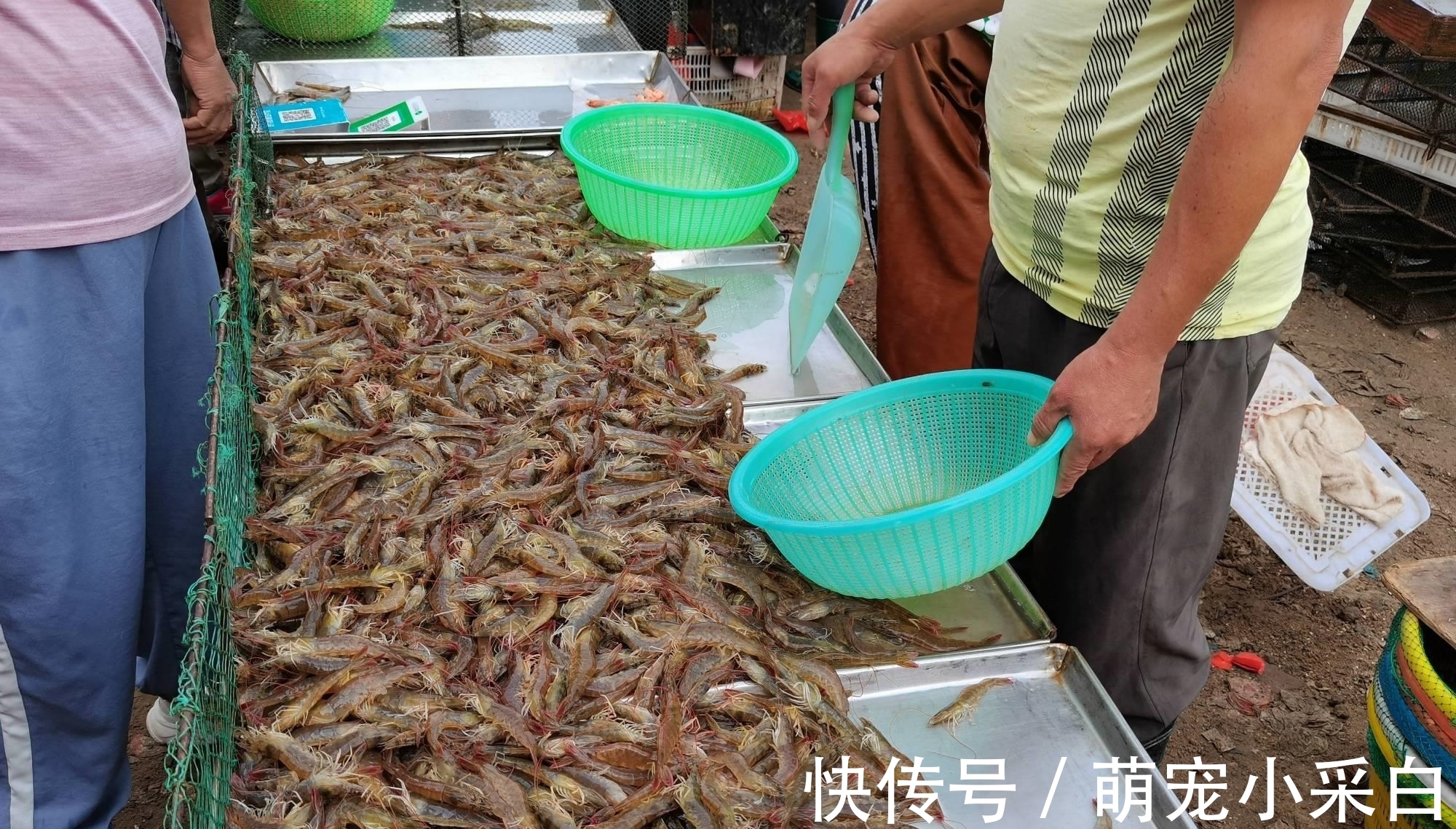 保鲜|大虾保鲜有诀窍：冷冻一年，解冻仍然是鲜活模样，百试百灵