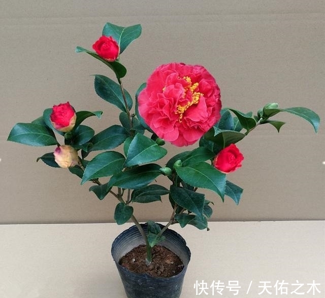茶花|比牡丹还美的茶花，花大色艳浓香，花开一茬接一茬，好看又好养