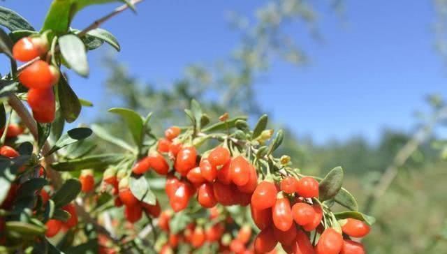 这几种花,养了就是赚到,花苞、果实、叶子都是好东西