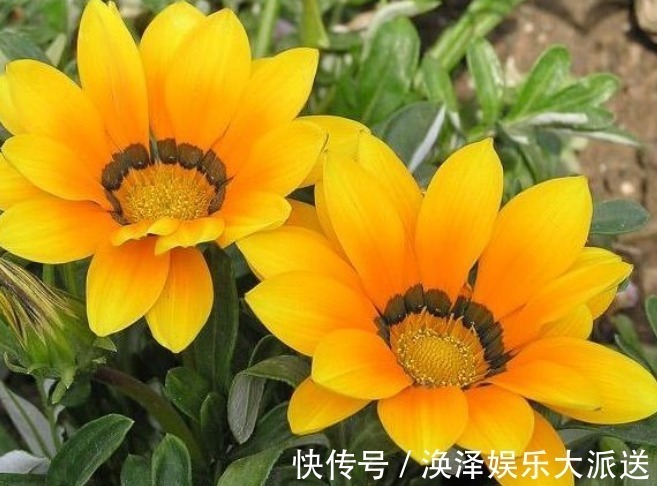 孝顺|孩子出生在阴历这3天,孝顺乖巧出人头地,父母享福生活美好