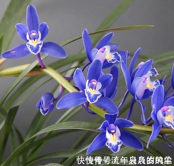 兰花|此兰只应“天上”有,人间哪得几回闻,兰色清雅,让人一见钟情