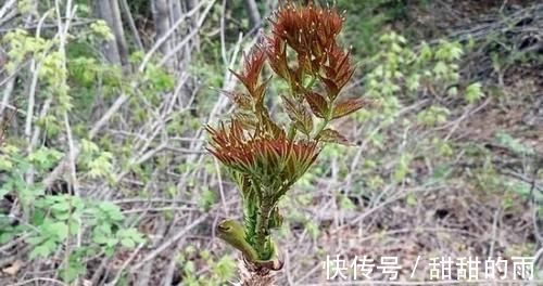 山野菜|它是农村最被低估的1种树木,农民打柴都不砍它,殊不知浑身是宝