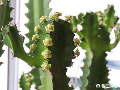  龙骨开花|龙骨不开花，是怎么回事？