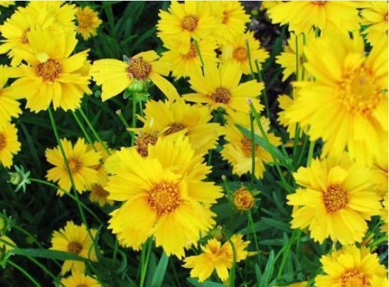 喜欢菊花,不如养盆“开花机器”夏菊,花开似瀑布,超可爱